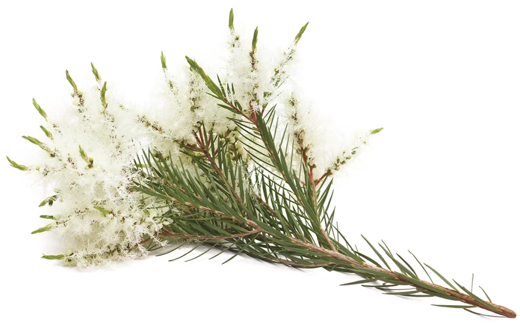Beneficios del aceite esencial de árbol del té