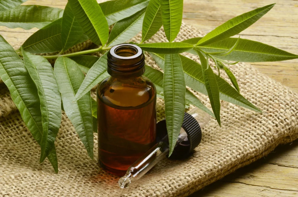 Propiedades del aceite esencial de árbol del té: antifúngicas, antisépticas, bactericidas y más